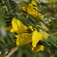 Japanischer Schnurbaum - Sophora microphylla 'sun king' - Terrasse balkon