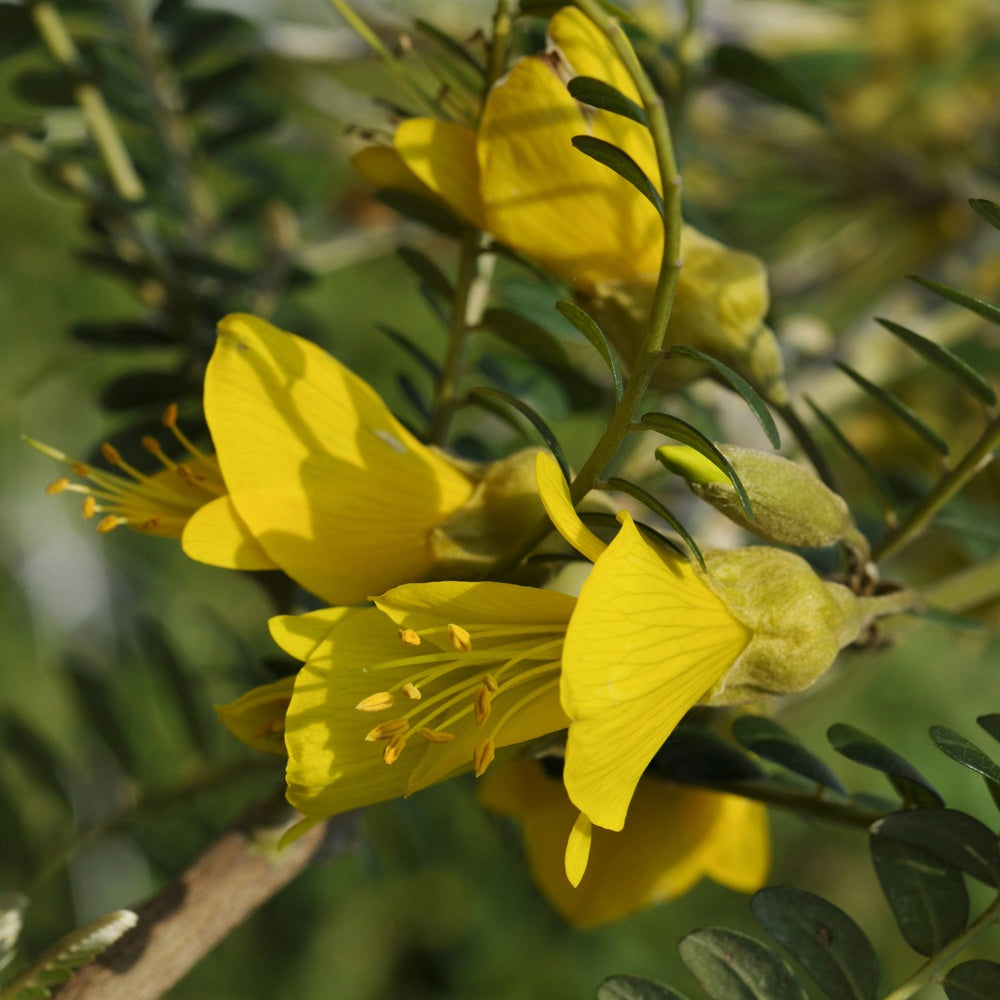 Japanischer Schnurbaum - Sophora microphylla 'sun king' - Terrasse balkon