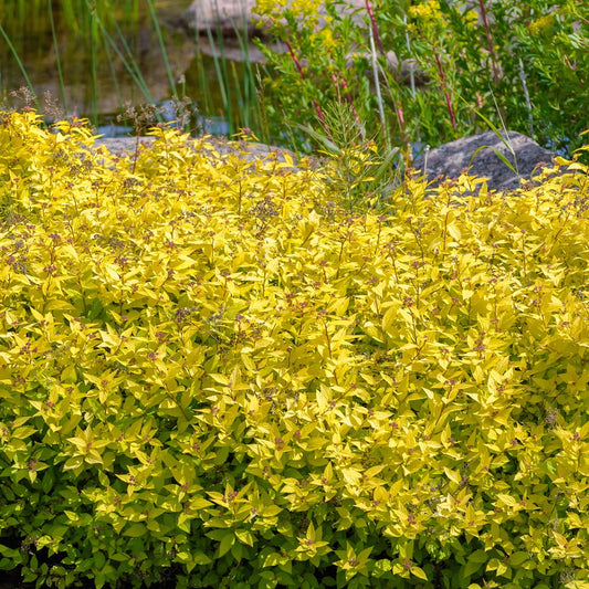 Spierstrauch Goldmound - Spiraea japonica goldmound - Sträucher und Stauden