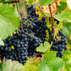 Blau Weintraube Regent - Vitis regent - Obst