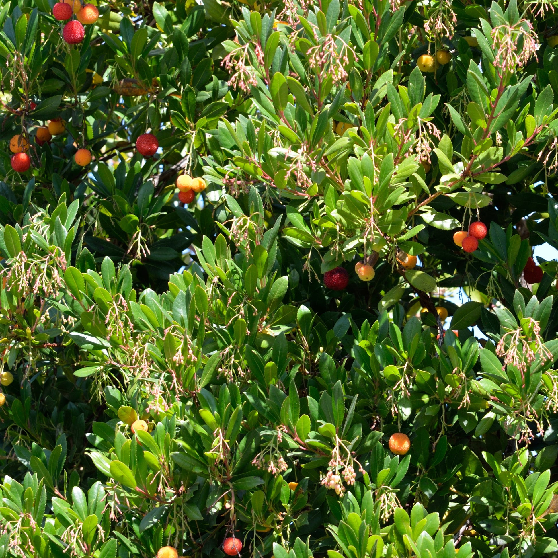 Erdbeerbaum Atlantic - Arbutus unedo 'atlantic' - andere Früchte