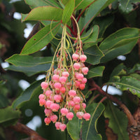 Erdbeerbaum Rubra - Arbutus unedo 'rubra' - andere Früchte