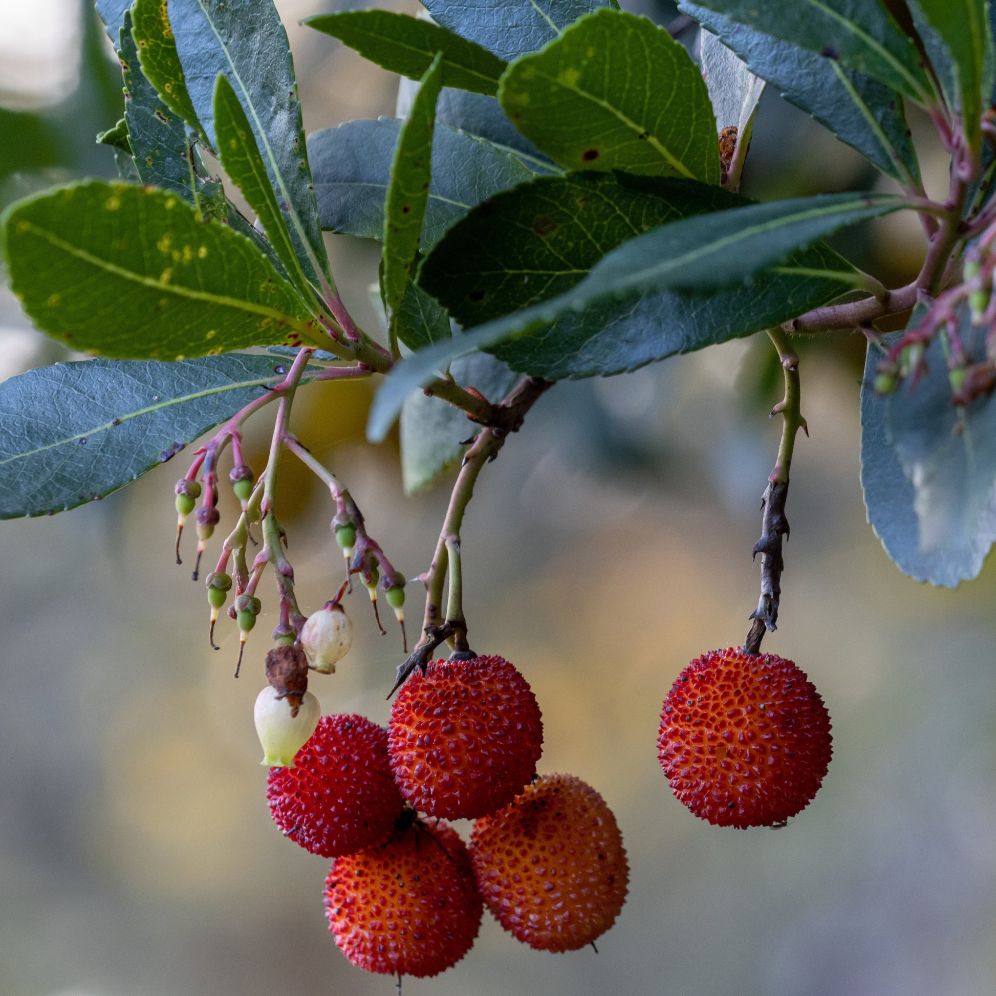 Erdbeerbaum Rubra - Arbutus unedo 'rubra'