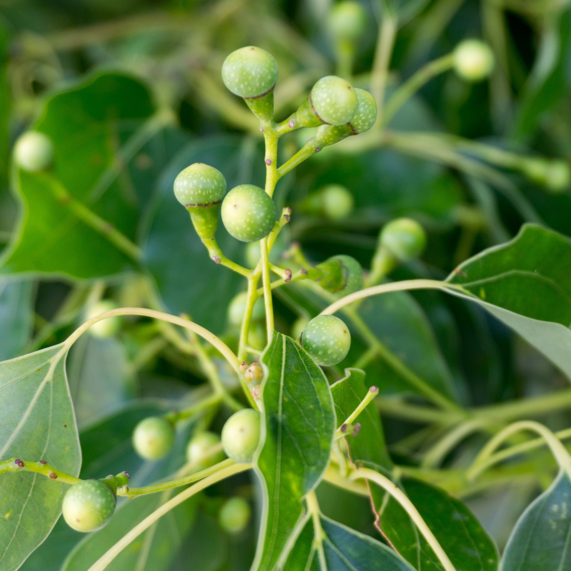 Kampferbaum - Cinnamomum camphora - Sträucher und Stauden