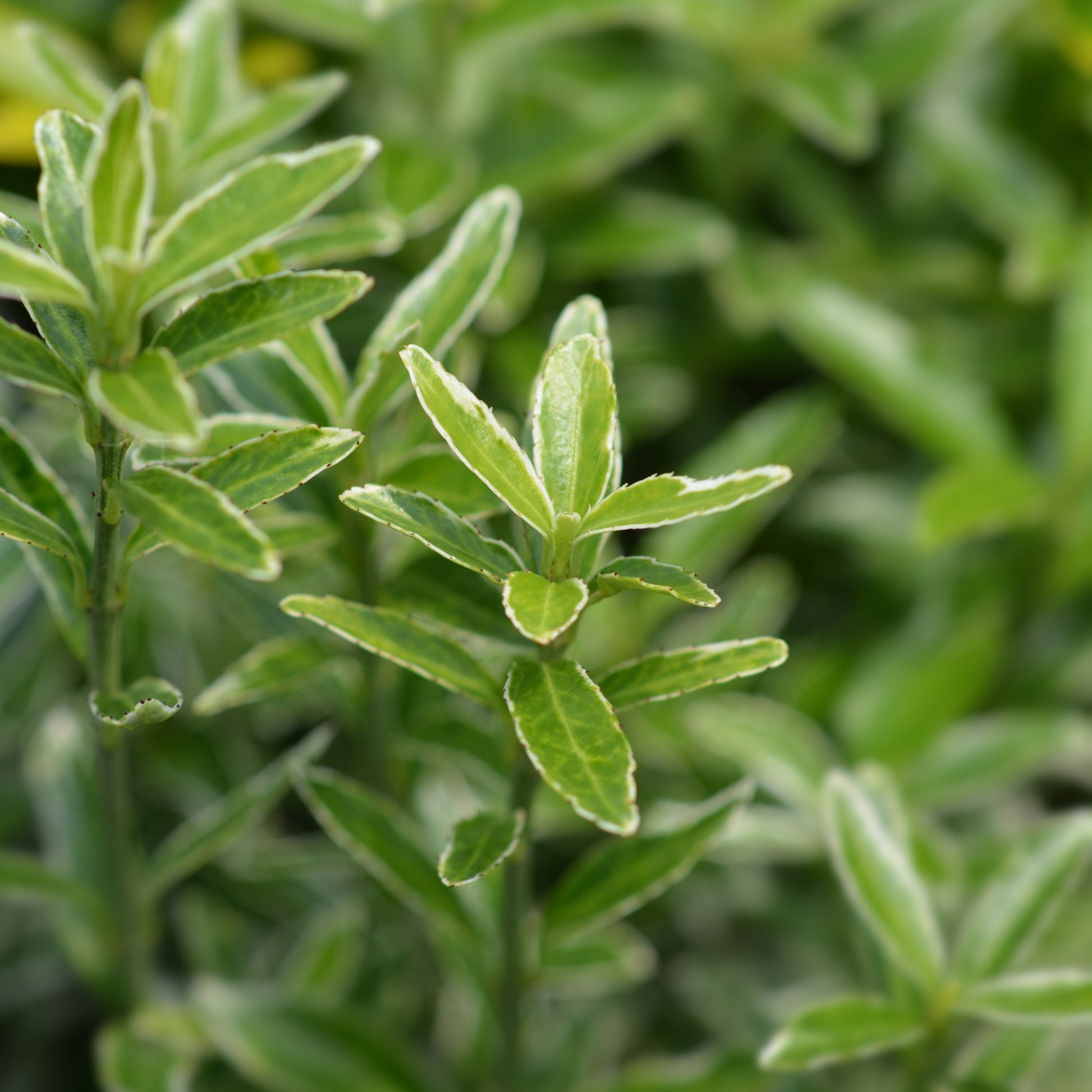 Japanischer Spindelstrauch Microphyllus Albovariegatus (x3) - Euonymus japonicus 'microphyllus albovariegatus' - Gartenpflanzen