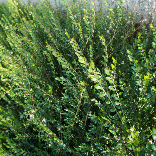 Heckenmyrthe Maigrün - Lonicera nitida maigrün - Gartenpflanzen