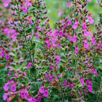 Gamander - Teucrium x lucidrys - Gartenpflanzen