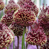 Schmucklilien Red Mohican - Allium amethystinum 'red mohican' - Blumenzwiebeln