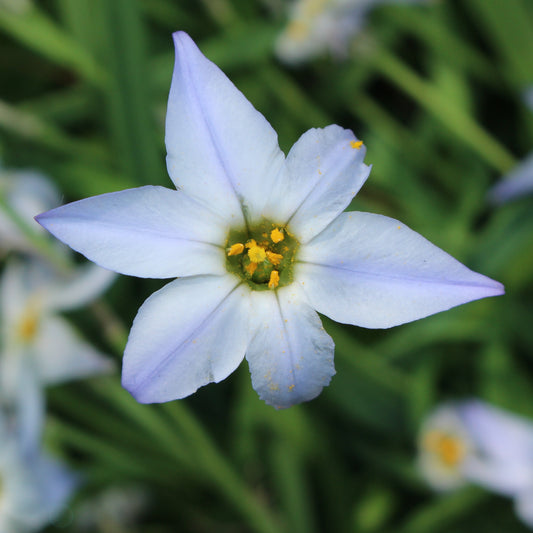 Frühlingssterne 'Wisley Blue' - Ipheion uniflorum 'wisley blue' - Blumenzwiebeln