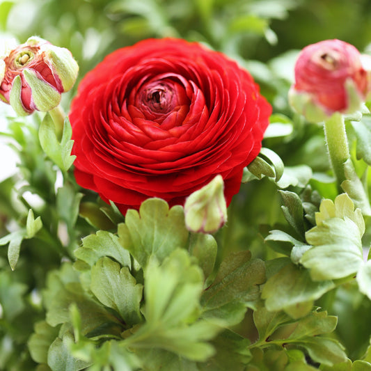 Rote Ranunkeln - Ranunculus red - Blumenzwiebeln