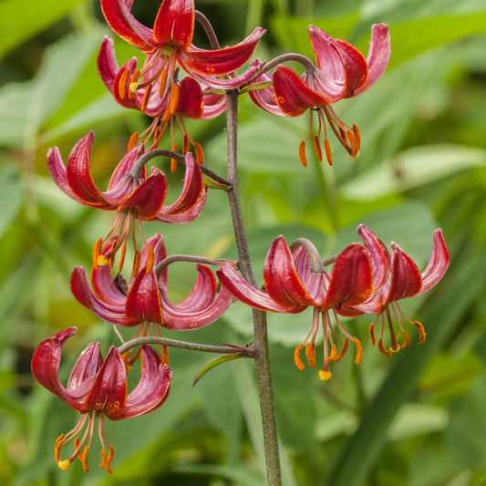 Lilie - Claude Shride - Bakker