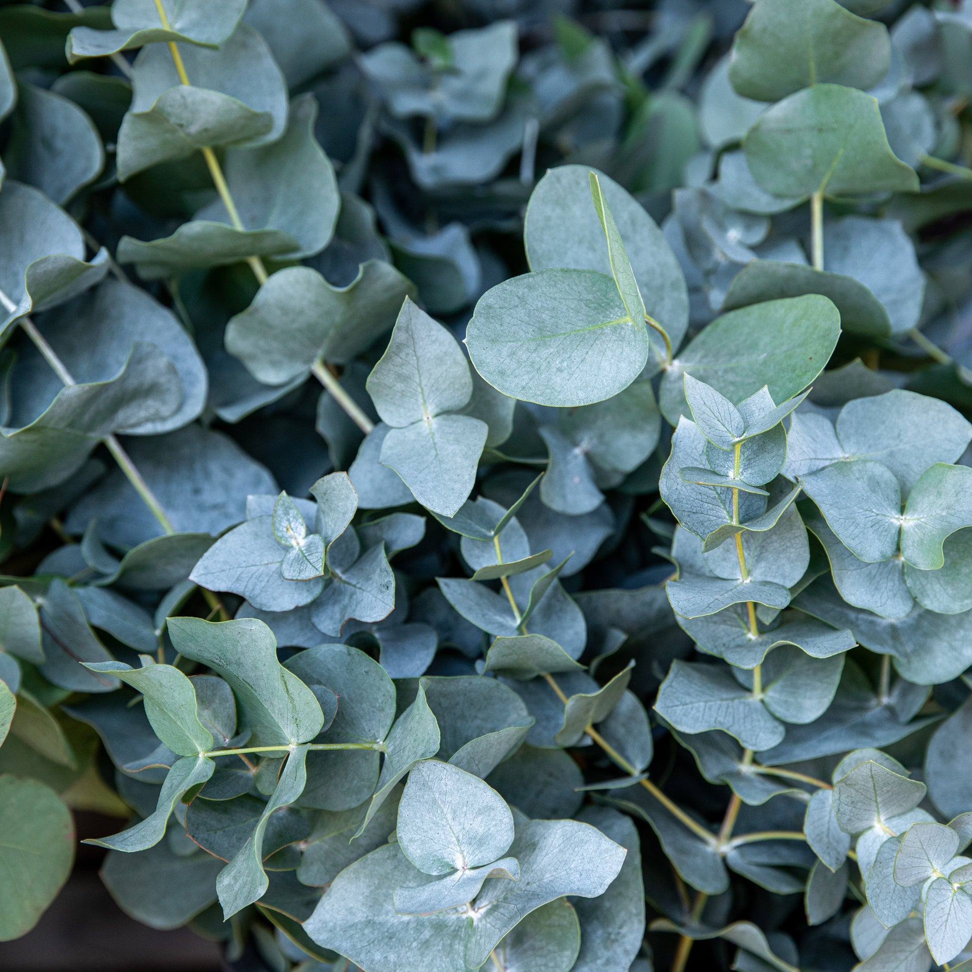 Eukalyptus Baby Blue - Eucalyptus pulverulenta Baby Blue