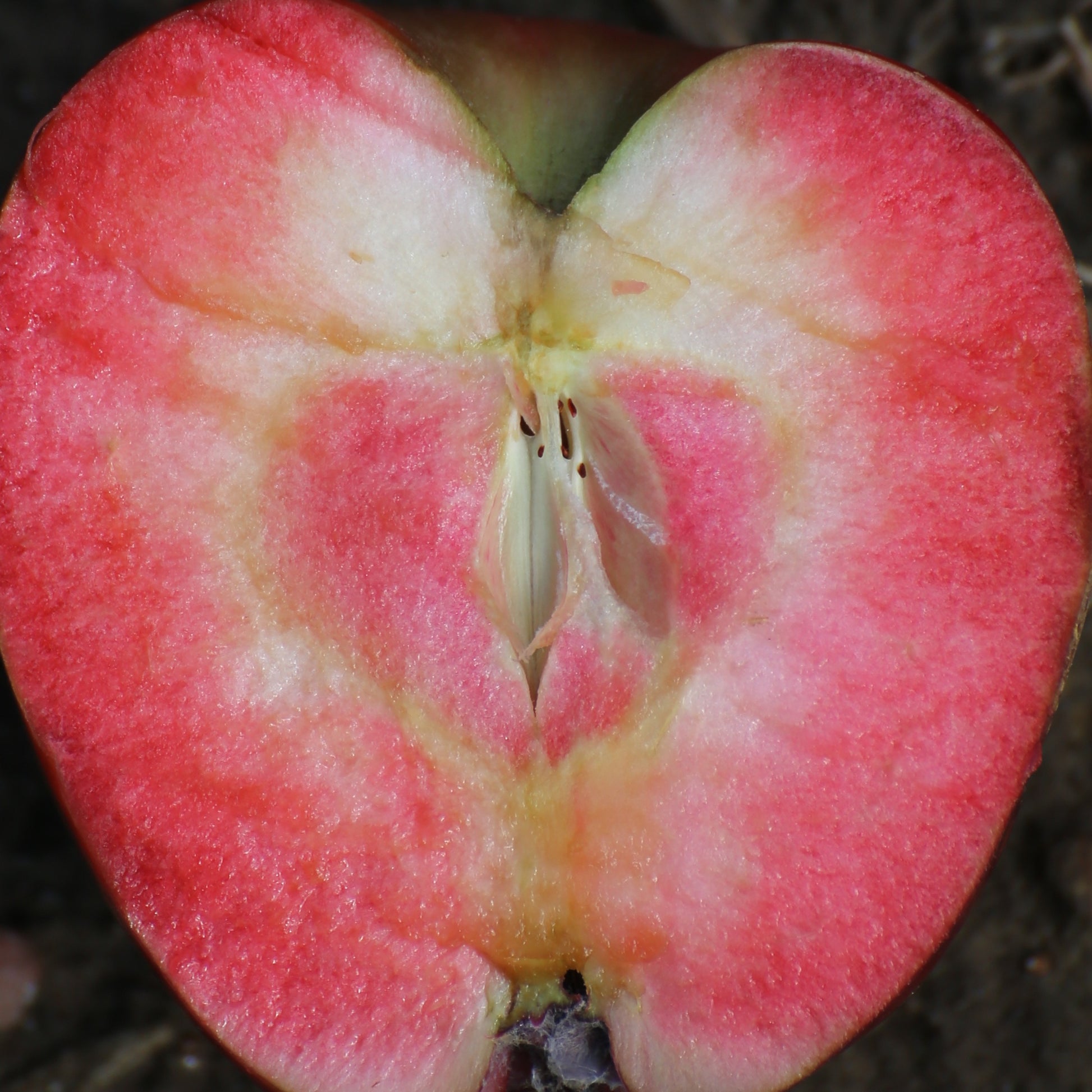 Apfelbaum Marilyn Red - Malus domestica 'marilyn red' - Obstbäume