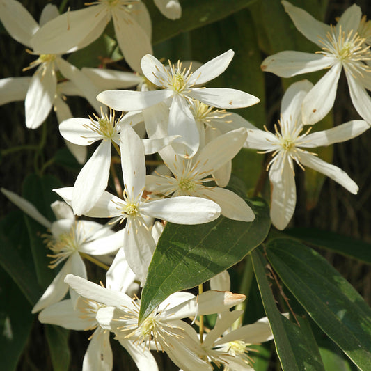 Waldrebe Little White Charm - Clematis armandii 'little white charm' - Gartenpflanzen
