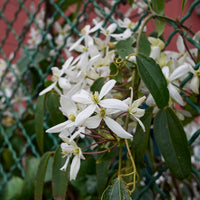 Waldrebe Little White Charm - Clematis armandii 'little white charm' - Sträucher und Stauden