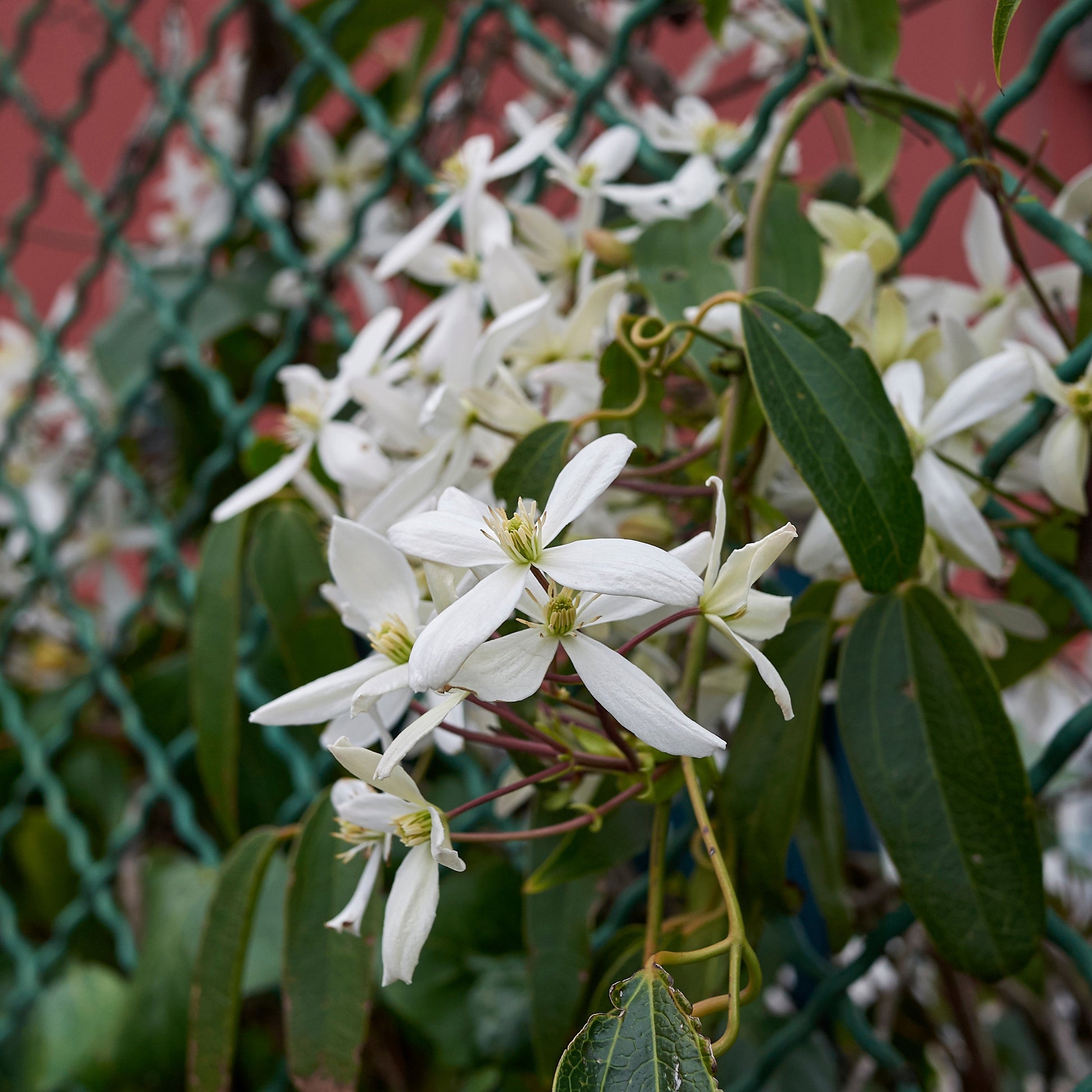 Waldrebe Little White Charm - Clematis armandii 'little white charm' - Sträucher und Stauden