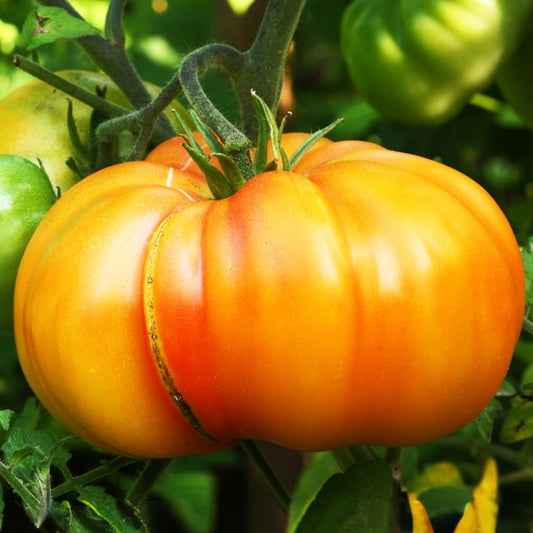 Ananas-Tomate - Gemüsegarten