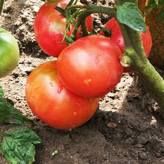 Tomate Berner Rose - Gemüsegarten
