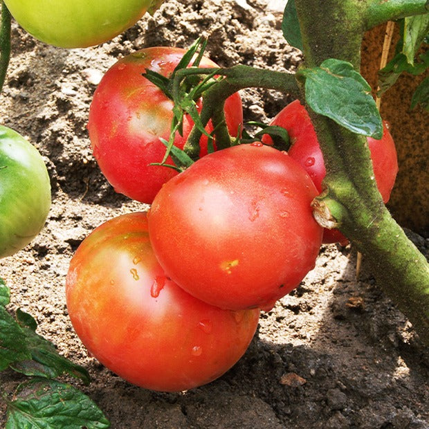 Collection 4 tomates : Rose de Berne, Roma, Merveille des marchés, Sw - Tomaten-Kollektion (x4) - Samen für Tomaten