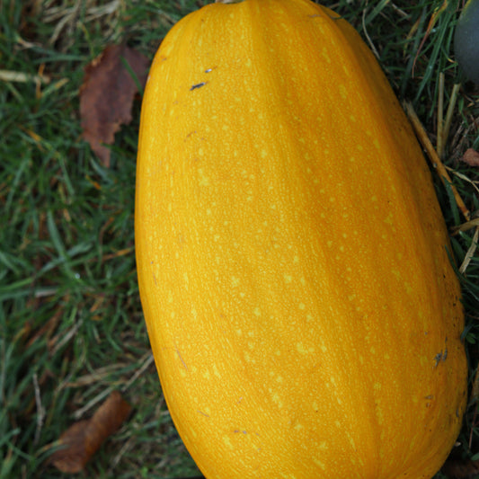 Kürbis Vegetable Spaghetti - Bakker