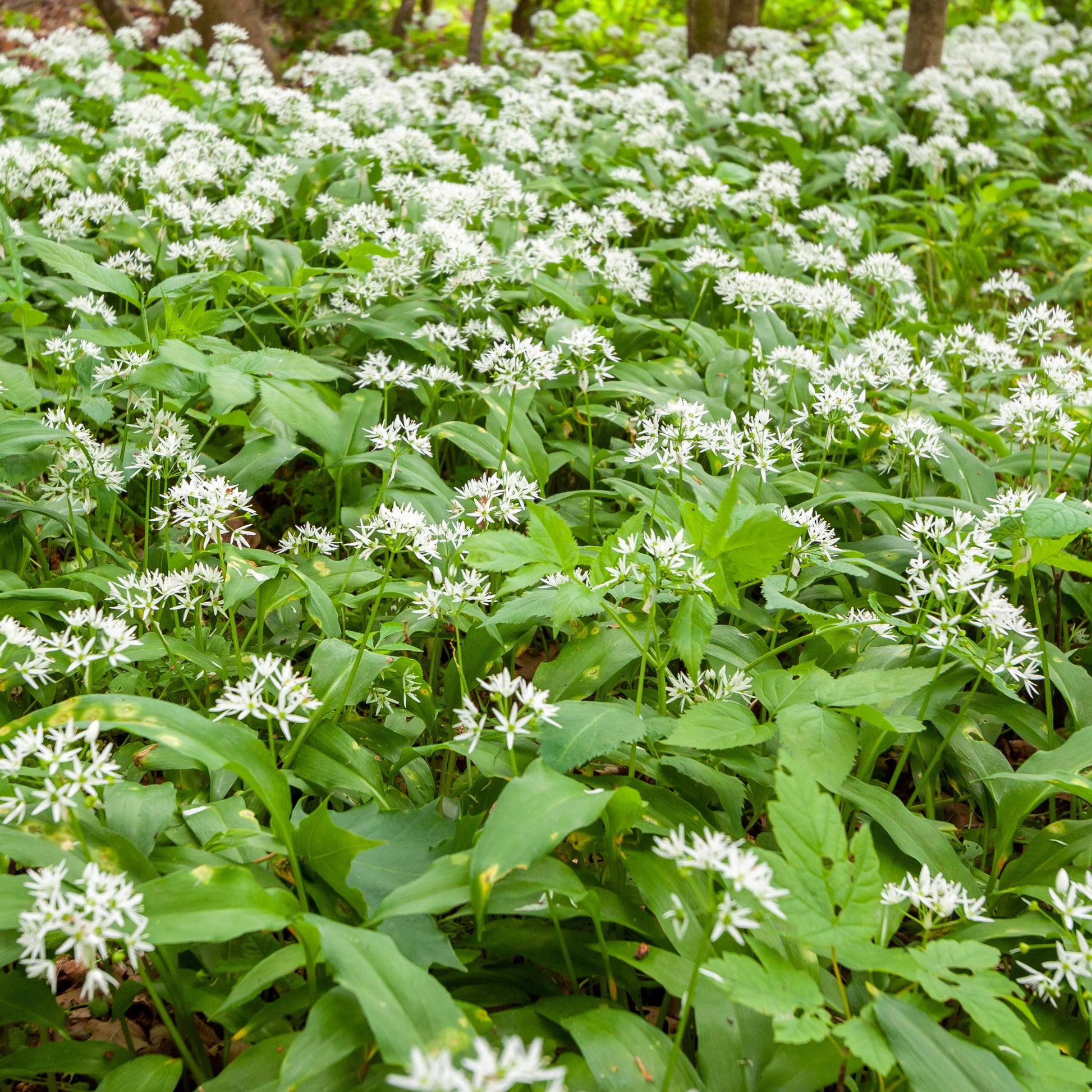 aufbewahrung bärlauch Bärlauch - Allium ursinum
