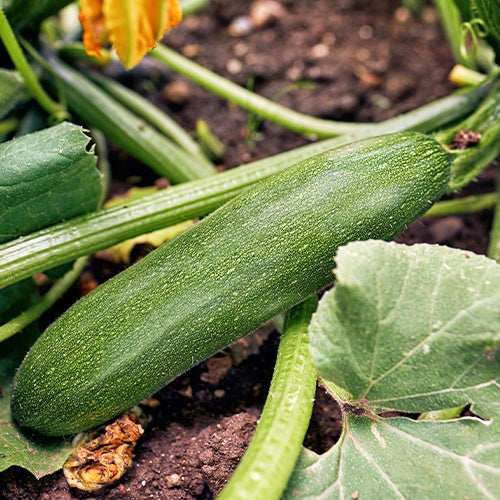 Zucchini Storr's Green F1 - Cucurbita pepo  storr's green f1 - Gemüsegarten