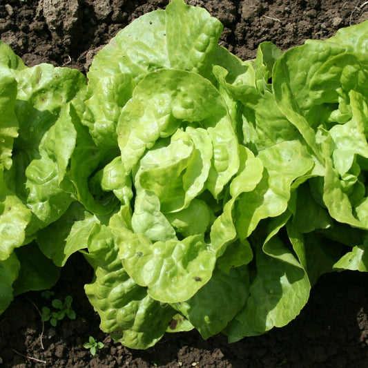 Kopfsalat Appia (x6) - Bakker