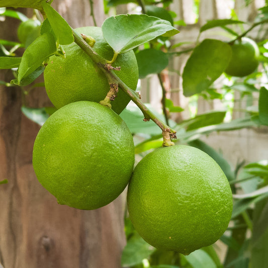 Echte Limette - Citrus aurantifolia - Obst