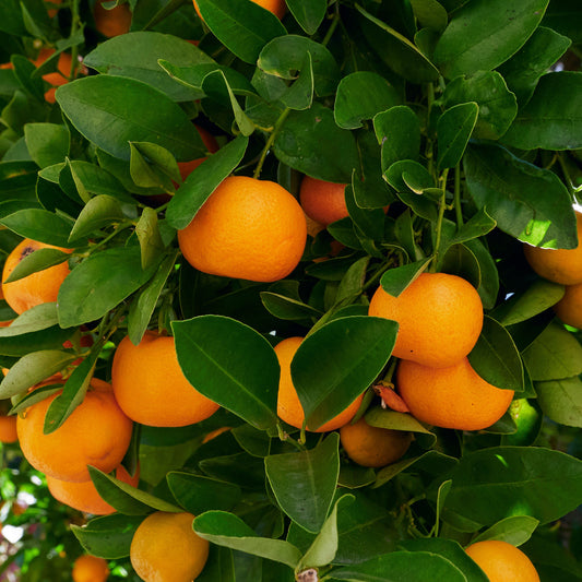 Calamondinorange - Bakker