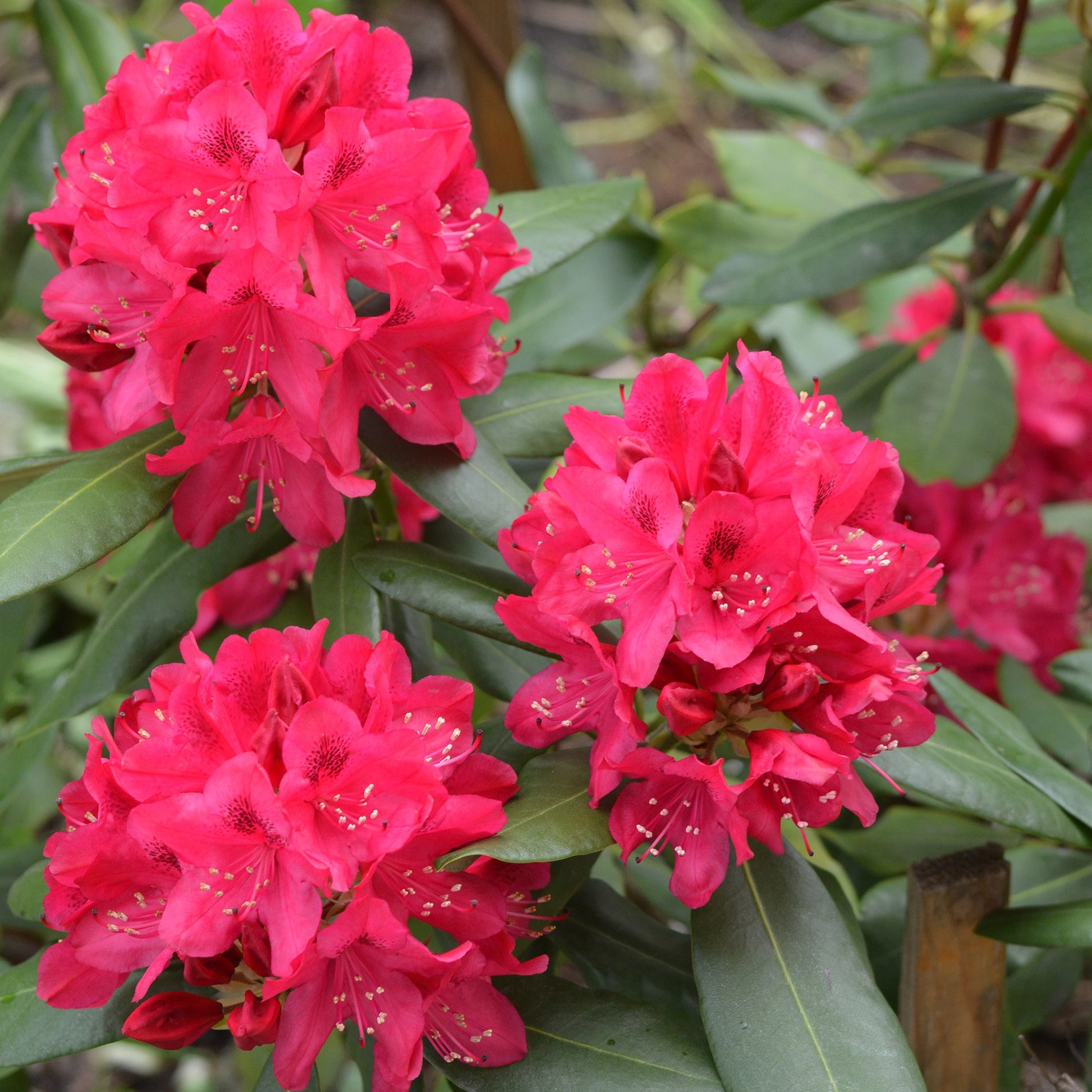 Alpenrose 'Nova Zembla' - Rhododendron Nova Zembla - Gartenpflanzen
