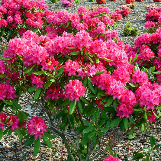 Alpenrose 'Nova Zembla' - Rhododendron Nova Zembla - Sträucher