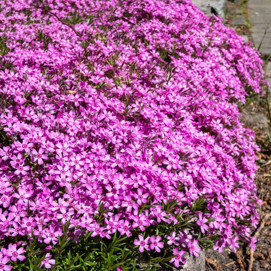 Flammenblume Phlox subulata (x3) - Bakker