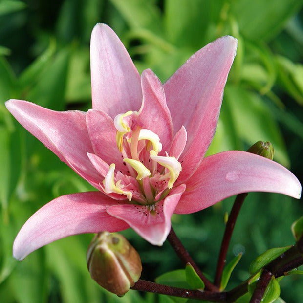 Asiatische Lilie 'Elodie' (x3) - Lilium elodie - Blumenzwiebeln Sommerblüher