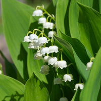 Verkauf Maiglöckchen 'Majalis' - Convallaria majalis