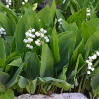 Verkauf Maiglöckchen 'Majalis'