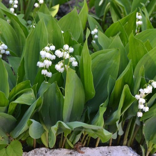 Verkauf Maiglöckchen 'Majalis'
