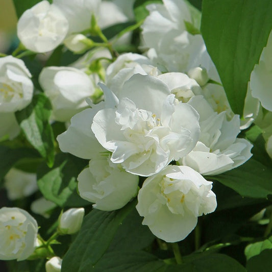 Sommerjasmin 'Virginal' - Bakker