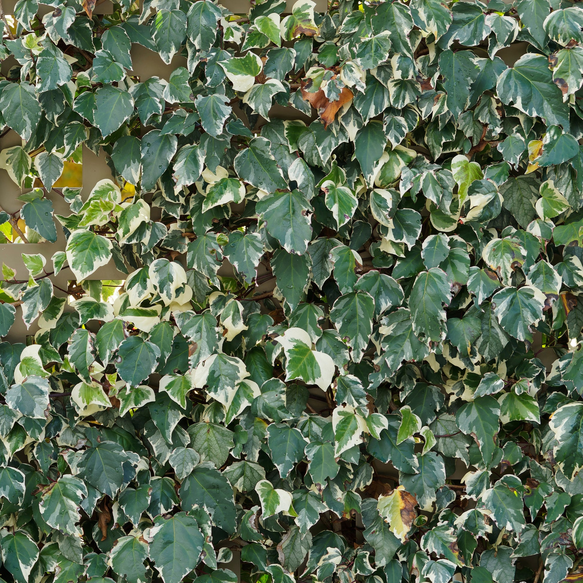 Gelbbunter Efeu 'Gloire de Marengo' (x3) - Hedera algeriensis 'gloire de marengo' - Sträucher und Stauden