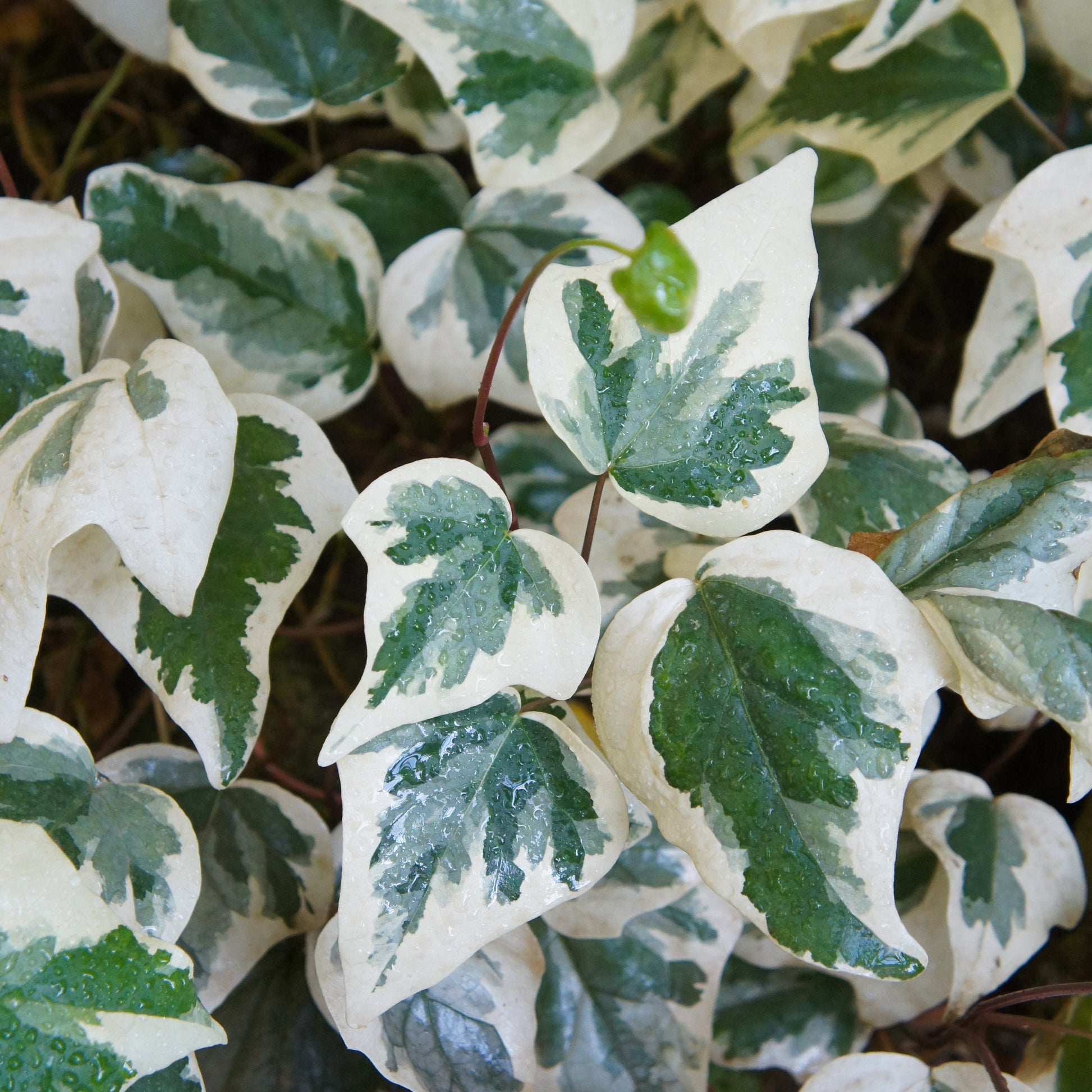 Gelbbunter Efeu 'Gloire de Marengo' (x3) - Hedera algeriensis 'gloire de marengo' - Kletterpflanzen