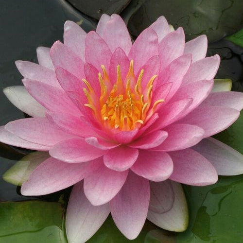 Nymphaea 'Hollandia' - Hollandia Seerose - Seerosen