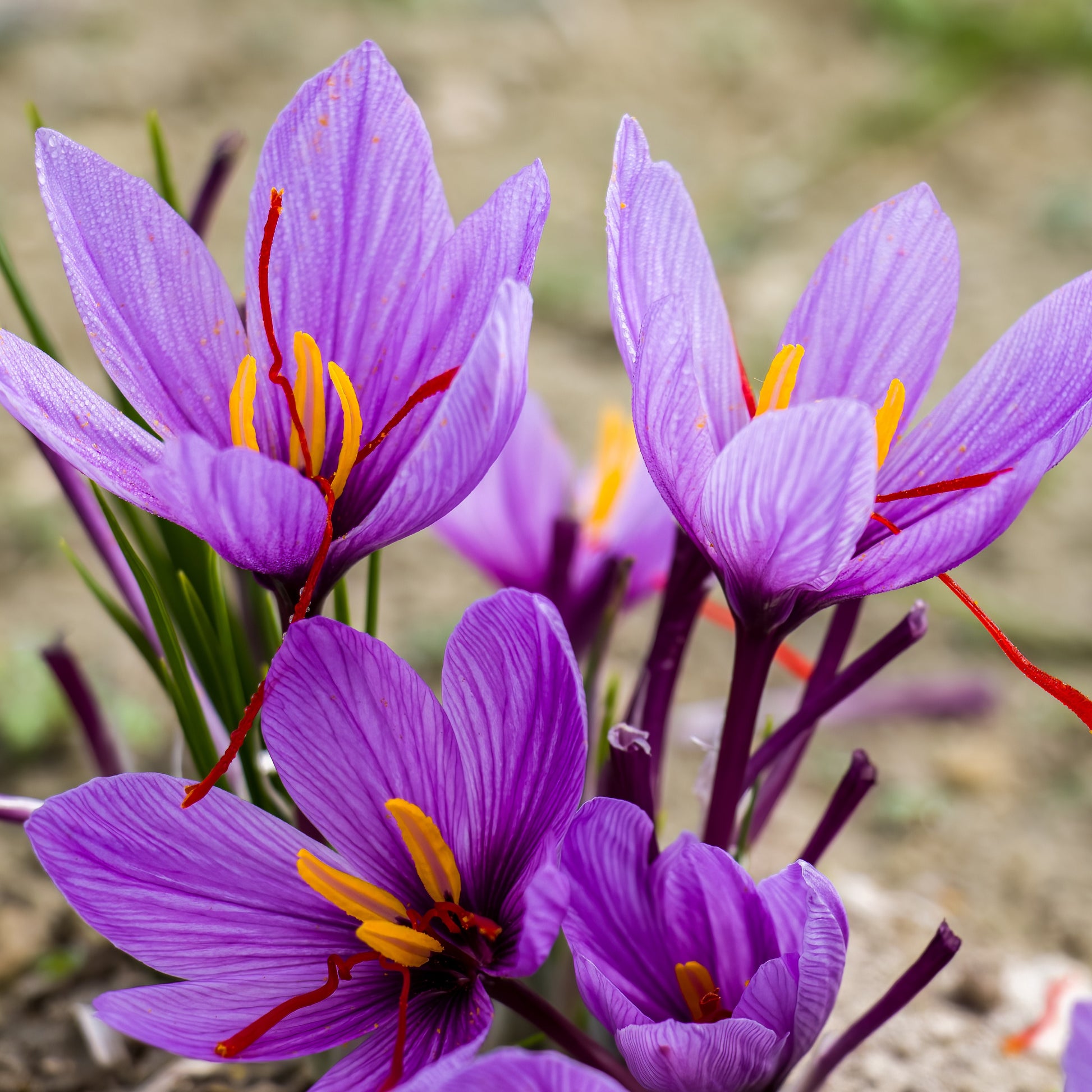 Krokus Crocus sativus (x10) - Crocus sativus - Krokusse
