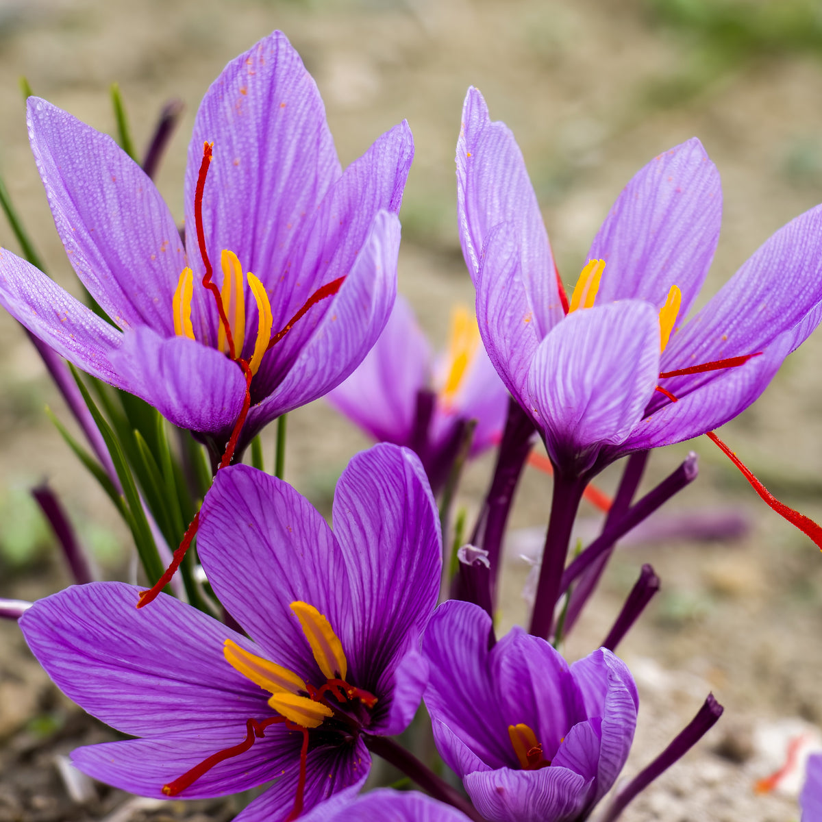 Krokus Crocus sativus (x10) - Crocus sativus - Bakker