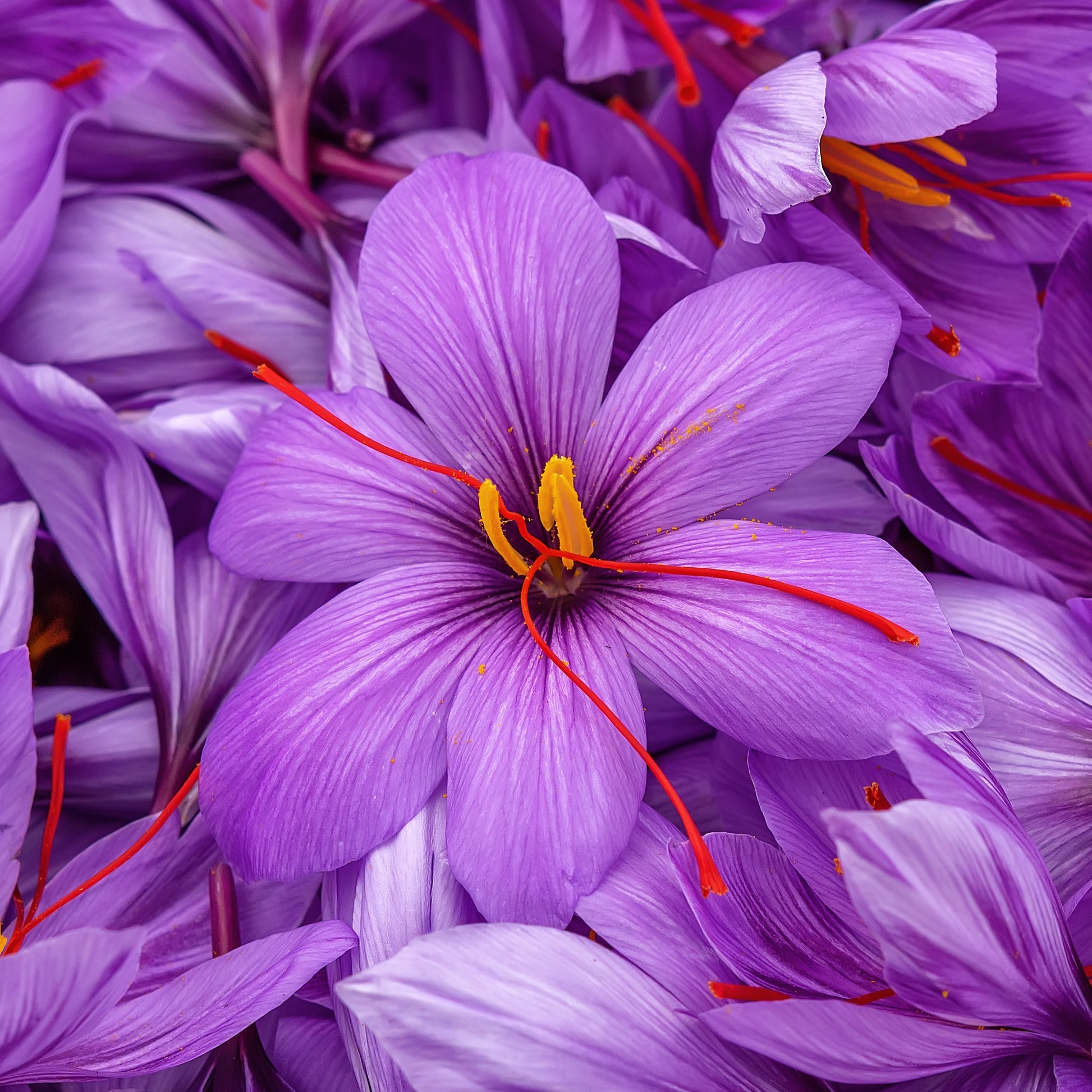 Krokus Crocus sativus (x10) - Crocus sativus