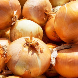 Gelbe Schalotte 'Golden Gourmet' - Bakker