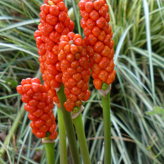 Italienischer Aronstab (x3) - Arum 'italicum' - Blumenzwiebeln Sommerblüher