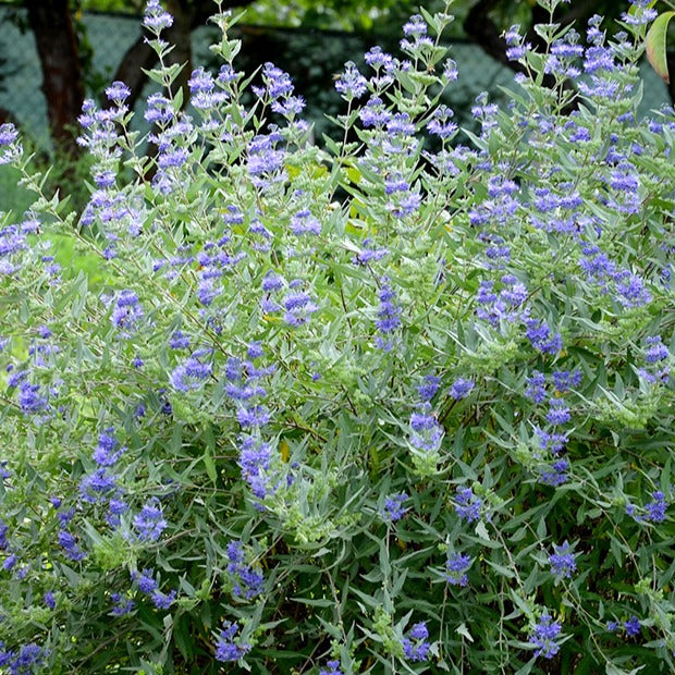 Bartblume 'Heavenly Blue' - Caryopteris clandonensis heavenly blue