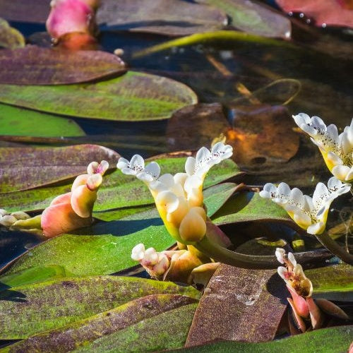 Alle Teichpflanzen - Wasser-Vanille - Aponogeton distachyos
