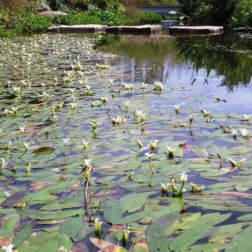 Verkauf Wasser-Vanille - Aponogeton distachyos