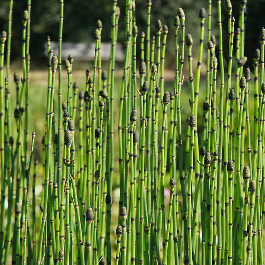 Japanische Ackerschachtelhalm - Bakker