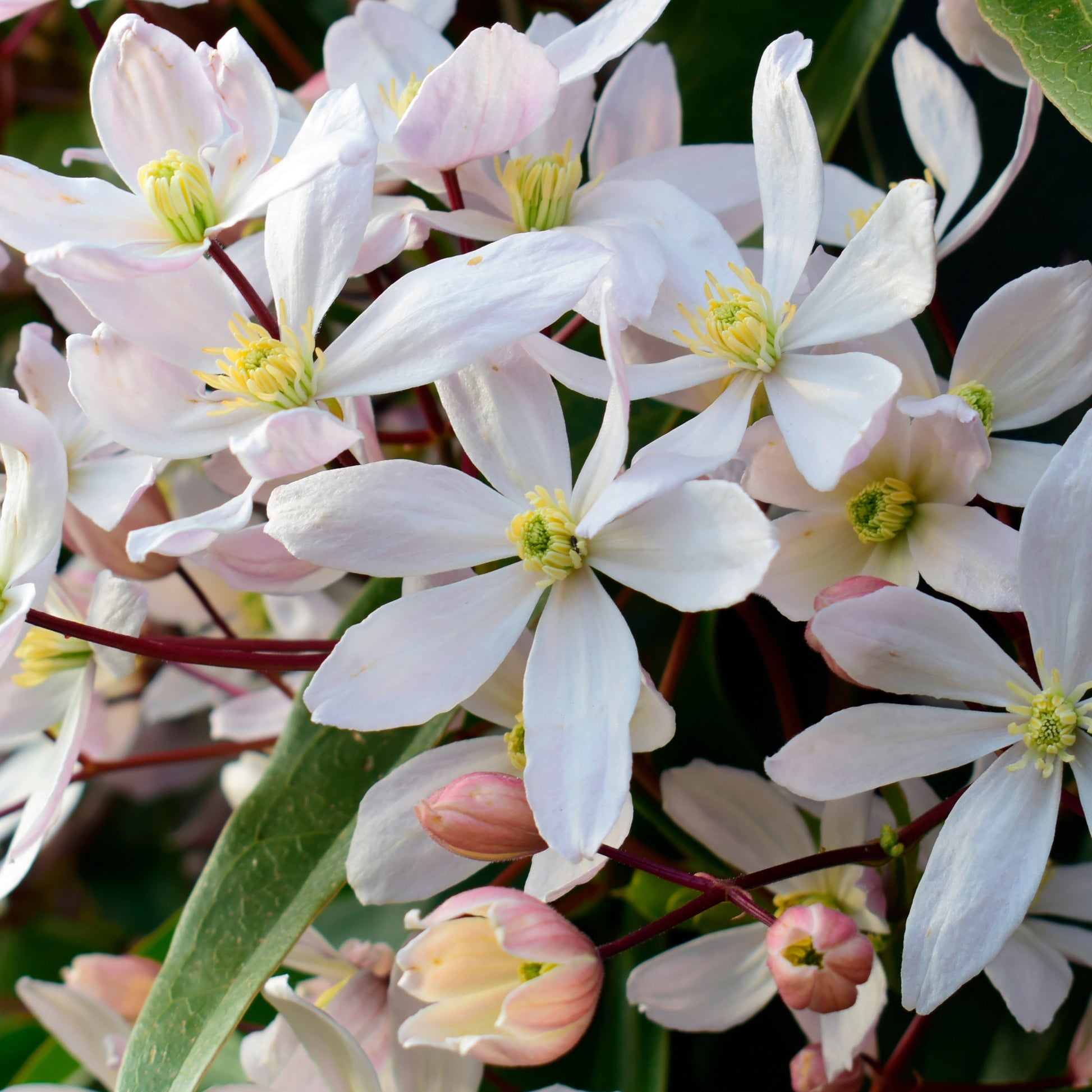 Immergrüne Waldrebe 'Apple Blossom' - Clematis armandii 'apple blossom' - Clematis